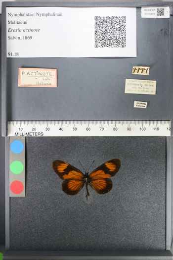 Media type: image;   Entomology 100879
